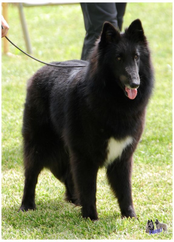  CHCEPPB Love in The Sun De Condivicnum EXC1 abierta hembras y EXc3 Clase campeones del club 